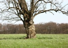 Ein-toter-Baum-151.jpg